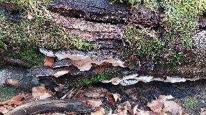 Laubholz---Harzporling_Ischnoderma-resinosum_20241225_150837.jpg