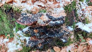 Laubholz---Harzporling_Ischnoderma-resinosum_20251124_120611.jpg
