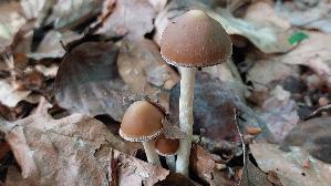 Lederbrauner-Faserling_Psathyrella-conopilus_20250603_194641.jpg