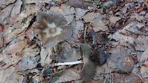 Lederbrauner-Faserling_Psathyrella-conopilus_20250603_194747.jpg