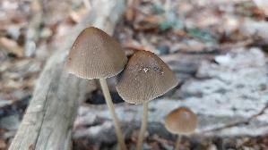 Lederbrauner-Faserling_Psathyrella-conopilus_20250930_153119.jpg
