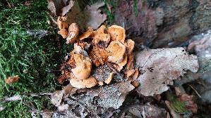 Leuchtender-Weichporling_Pycnoporellus-fulgens_20250824_134718.jpg