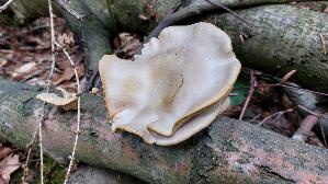 Lungen---Seitling_Pleurotus-pulmonarius_20250517_172540.jpg