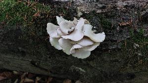 Lungen---Seitling_Pleurotus-pulmonarius_20250517_174813.jpg