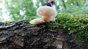 Lungen---Seitling_Pleurotus-pulmonarius_20250727_125113.jpg