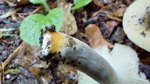 Milder-Kammtaeubling_Russula-insignis_20250727_110513.jpg