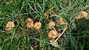 Nelkenschwindling_Marasmius-oreades_20250806_122454.jpg