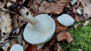 Nichtverfaerbender-Schneckling_Hygrophorus-cossus_20251015_144915.jpg