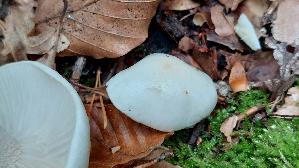 Nichtverfaerbender-Schneckling_Hygrophorus-cossus_20251015_144927.jpg
