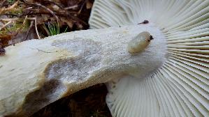 Ockertaeubling_Russula-ochroleuca_20241217_140027.jpg