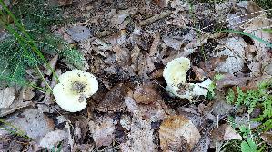 Ockertaeubling_Russula-ochroleuca_20250725_122433.jpg