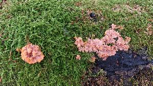Orangeroter-Kammpilz_Phlebia-radiata_20251107_130300.jpg
