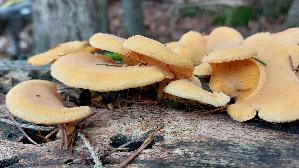 Orangeseitling_Phyllotopsis-nidulans_20241220_140959.jpg
