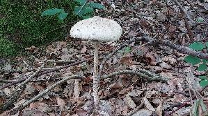 Parasolpilz_Macrolepiota-procera_20250809_090707.jpg
