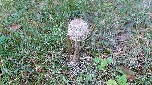 Parasolpilz_Macrolepiota-procera_20250918_121337.jpg