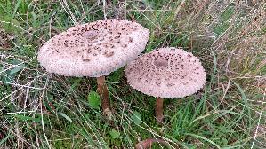 Parasolpilz_Macrolepiota-procera_20250928_142439.jpg