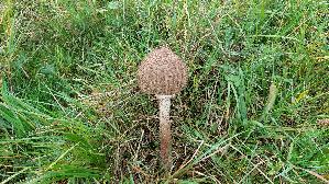 Parasolpilz_Macrolepiota-procera_20250928_142523.jpg