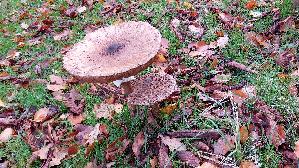 Parasolpilz_Macrolepiota-procera_20251029_132805.jpg