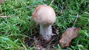 Perlpilz_Amanita-rubescens_20250603_183325.jpg