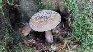 Perlpilz_Amanita-rubescens_20250810_090834.jpg