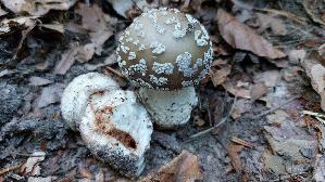 Perlpilz_Amanita-rubescens_20250812_085446.jpg