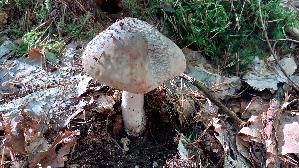 Perlpilz_Amanita-rubescens_20250919_162539.jpg