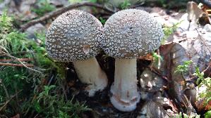 Perlpilz_Amanita-rubescens_20251001_155313.jpg