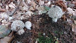 Perlpilz_Amanita-rubescens_20251003_125642.jpg
