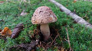 Perlpilz_Amanita-rubescens_20251029_110226.jpg