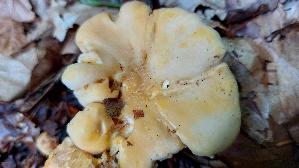 Pfifferling_Cantharellus-cibarius_20250725_124924.jpg