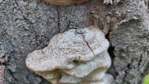 Pflaumen---Feu--erschwamm_Phellinus-tuberculosus_20250326_161927.jpg