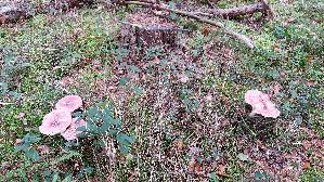 Purpurfilziger-Holzritterling_Tricholomopsis-rutilans_20251013_110916.jpg