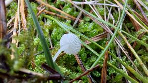 Rasen---Scheinhelmling_Hemimycena-mairei_20251113_113041.jpg