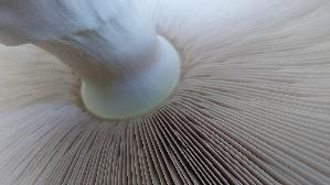 Riesen---Champignon_Agaricus-augustus_20250915_183400.jpg