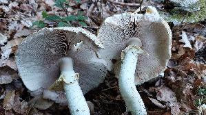 Riesen---Champignon_Agaricus-augustus_20250915_183737.jpg