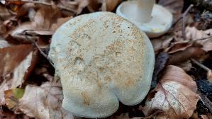 Riesenroetling_Entoloma-sinuatum_20251009_130554.jpg