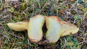 Ringloser-Butterpilz_Suillus-collinitus_20251113_120421.jpg