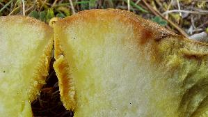 Ringloser-Butterpilz_Suillus-collinitus_20251113_120449.jpg