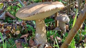 Roetender-Birkenpilz_Leccinum-oxydabile_20250918_133219.jpg