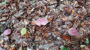 Rosa-Rettichhelmling_Mycena-rosea_20251006_114620.jpg