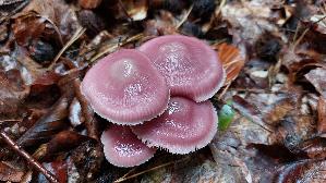 Rosa-Rettichhelmling_Mycena-rosea_20251006_114640.jpg