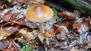 Rotbrauner-Scheidenstreifling_Amanita-fulva_20250803_135926.jpg
