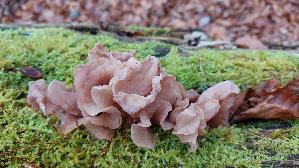 Rotbrauner-Zitterling_Tremella-foliacea_20241214_130239.jpg