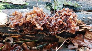 Rotbrauner-Zitterling_Tremella-foliacea_20241220_150716.jpg