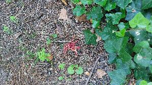 Roter-Gitterling_Clathrus-ruber_20250807_141028.jpg