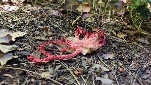Roter-Gitterling_Clathrus-ruber_20250807_142103.jpg