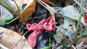 Roter-Gitterling_Clathrus-ruber_20250807_143314.jpg