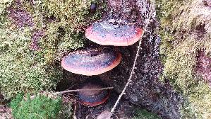 Rotrandiger-Baumschwamm_Fomitopsis-pinicola_20250313_135735.jpg