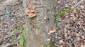 Rotrandiger-Baumschwamm_Fomitopsis-pinicola_20250321_143419.jpg