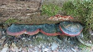 Rotrandiger-Baumschwamm_Fomitopsis-pinicola_20250511_170807.jpg
